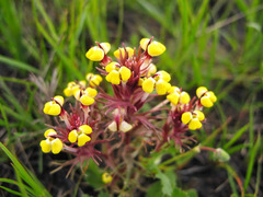 Triphysaria eriantha