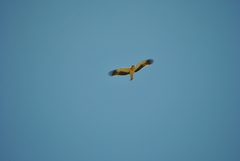 Hieraaetus pennatus