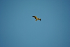Hieraaetus pennatus