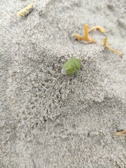 Chlorochroa norlandorum