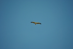 Hieraaetus pennatus