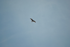 Milvus milvus