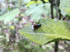 Phyllopertha horticola