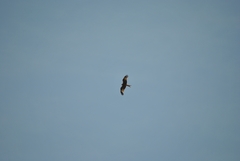 Milvus milvus