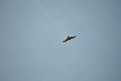Milvus milvus