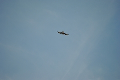 Milvus milvus