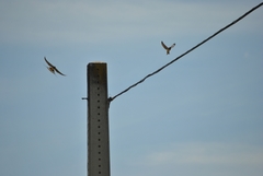 Hirundo rustica