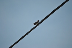 Hirundo rustica