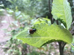 Phyllopertha horticola