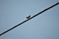 Hirundo rustica
