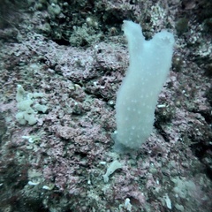 Ascidia paratropa