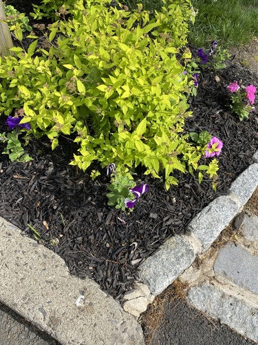 photo of Garden Petunia (Petunia × atkinsiana)