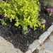 photo of Garden Petunia (Petunia × atkinsiana)