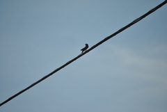 Hirundo rustica