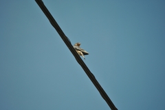 Hirundo rustica