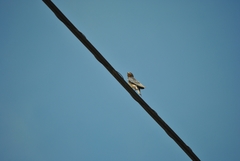 Hirundo rustica