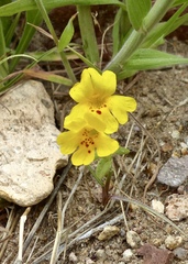 Erythranthe carsonensis