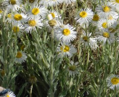 Erigeron basilobatus