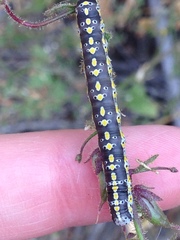 Sympistis perscripta