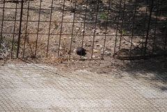 Turdus merula