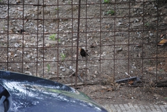 Turdus merula