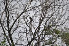 Turdus merula