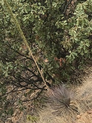 Dasylirion parryanum