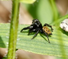 Phidippus princeps