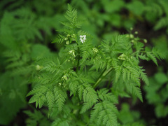 Anthriscus sylvestris