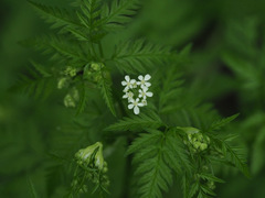 Anthriscus sylvestris