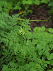 Anthriscus sylvestris