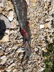 Coluber constrictor foxii