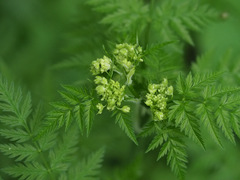 Anthriscus sylvestris