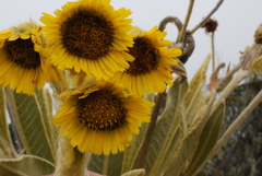 Espeletia frontinoensis