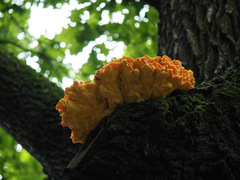Laetiporus sulphureus