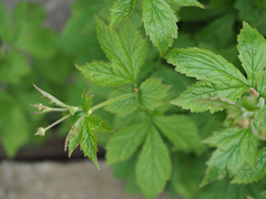 Geum urbanum