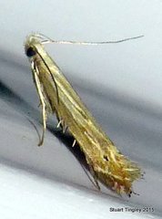 Isophrictis magnella