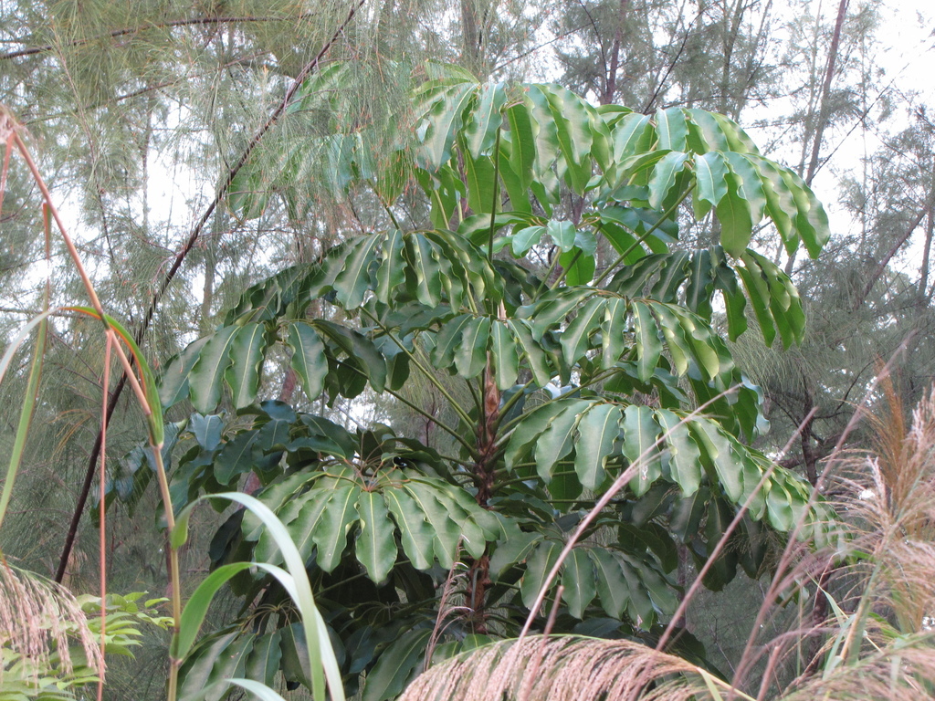 Heptapleurum actinophyllum, North Miami, FL, USA
