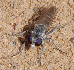Stichopogoninae