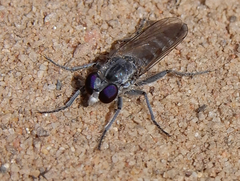 Stichopogoninae
