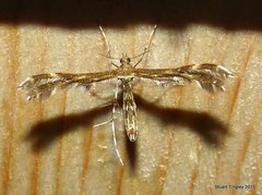Dejongia lobidactylus