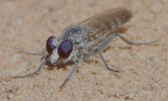 Stichopogoninae