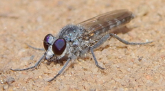 Stichopogoninae