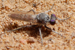 Stichopogoninae