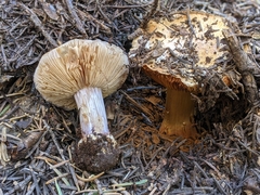 Cortinarius subolivascens