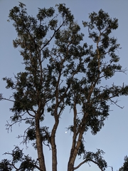 Bowdichia virgilioides