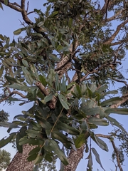 Bowdichia virgilioides