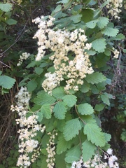 Holodiscus discolor discolor