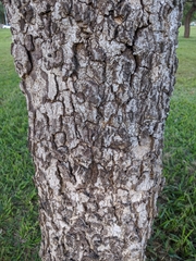 Bowdichia virgilioides