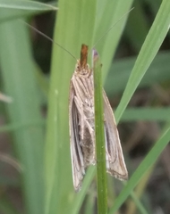 Chrysocramboides craterella